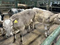 Hallworthy Livestock Market Report: Thursday, January 8