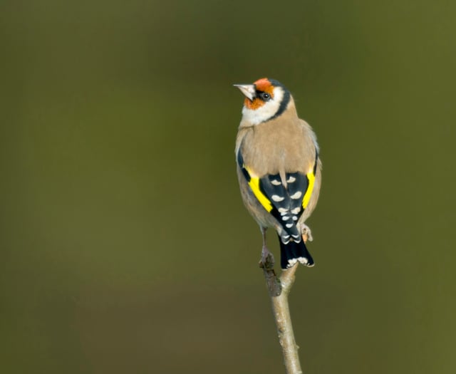 World’s largest garden wildlife survey returns 