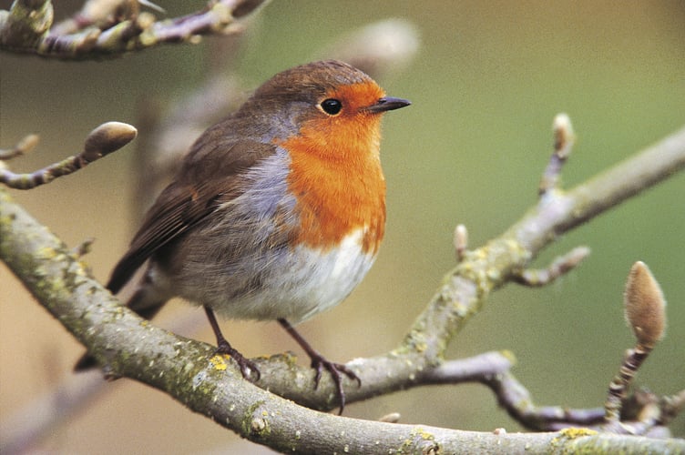 Robin Erithacus rubecula, on magnolia tree