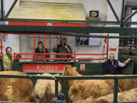 Hallworthy Livestock Market Report: Thursday, January 15