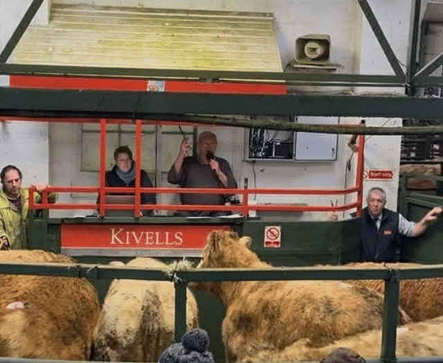 Hallworthy Livestock Market Report: Thursday, January 15