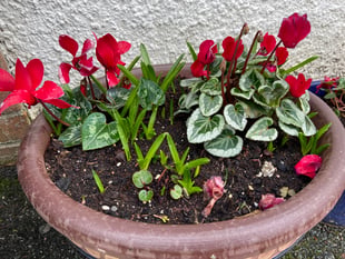 Gardening with Martin Pallett: Spread a good thick layer of compost