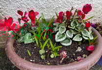 Gardening with Martin Pallett: Spread a good thick layer of compost