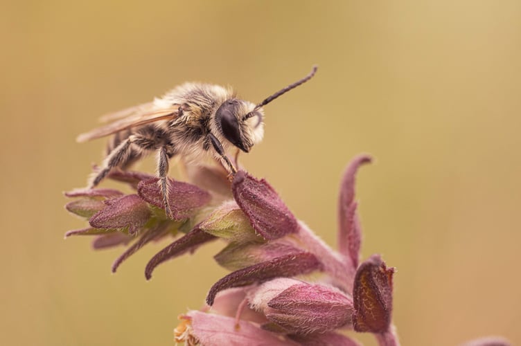 Red Bartsia Bee (Melitta tricincta) © Will Hawkes