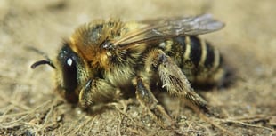 Researchers make exciting bee discovery in Cornwall