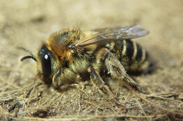 Red Bartsia Bee (Melitta tricincta) © Paddy Saunders