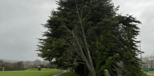 Tree hazard forces closure of part of Par Track