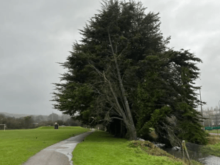 Tree hazard forces closure of part of Par Track