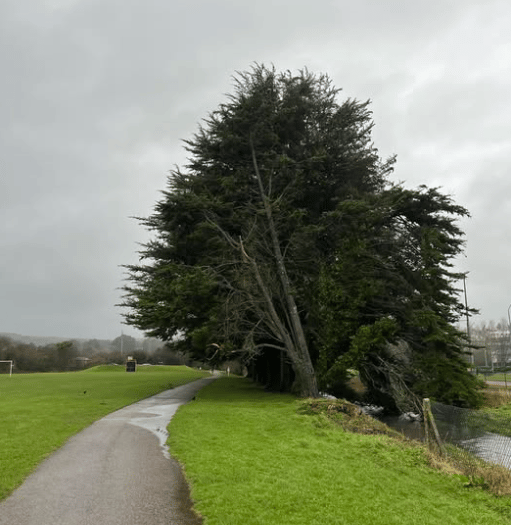 Tree hazard forces closure of part of Par Track