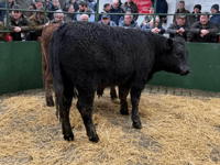 Hallworthy Livestock Market Report: Thursday, January 22