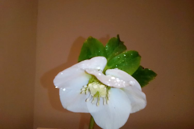 Ruth Bishop will be showing off her selection of dried flowers at the next meeting