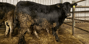 Hallworthy Livestock Market Report: Thursday, January 29