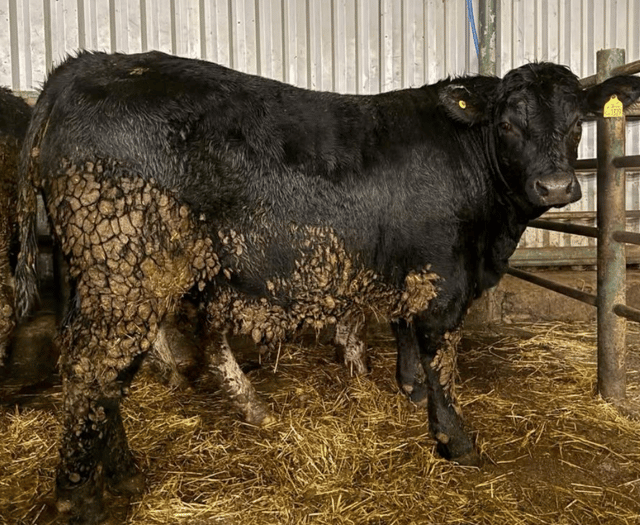 Hallworthy Livestock Market Report: Thursday, January 29