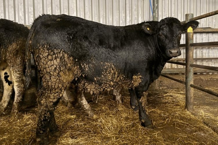 19 month old Angus Steer to £2490.