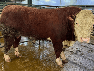 Hallworthy Livestock Market Report: Thursday, February 5