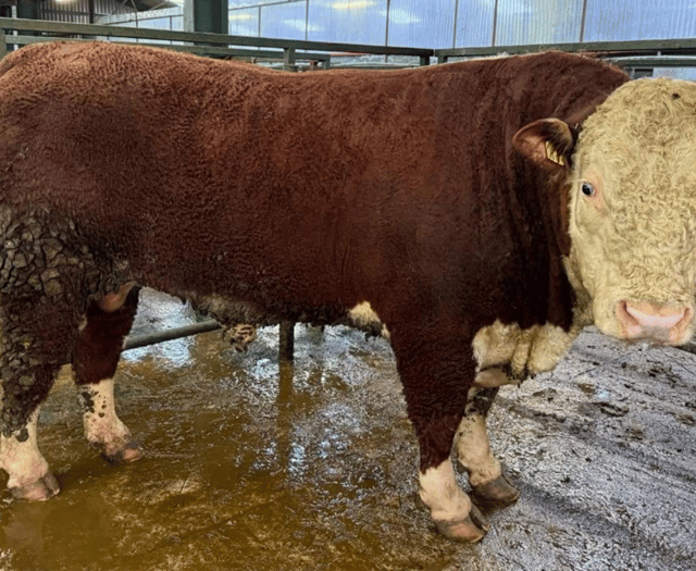 Hallworthy Livestock Market Report: Thursday, February 5