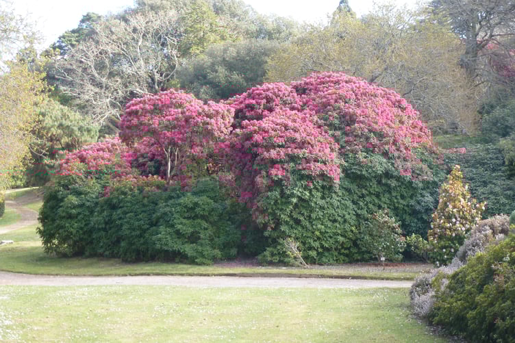 Mount Edgcumbe Country Park on the Rame Peninsula in South East Cornwall has beautiful plants in its grounds. (Picture: Andrew Townsend)