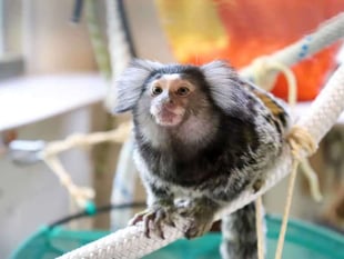 Primate sanctuary warns of welfare crisis ahead of new licensing laws