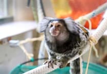 Cornish primate sanctuary warns of welfare crisis ahead of new licensing laws