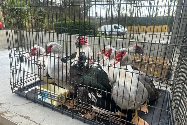 Duck drama ends happily thanks to quick thinking locals