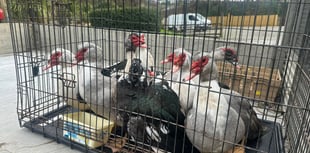 Duck drama ends happily thanks to quick thinking locals