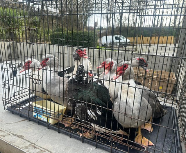 Duck drama ends happily thanks to quick thinking locals