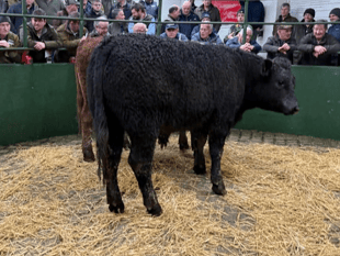 Hallworthy Livestock Market Report: Thursday, February 12