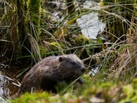 Beaver pair released from sanctuary enclosure into the wild
