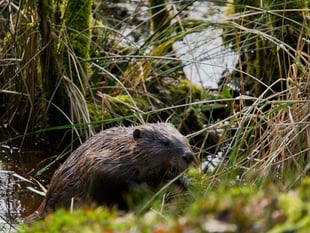 Beaver pair released from sanctuary enclosure into the wild
