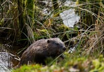Beaver pair released from sanctuary enclosure into the wild