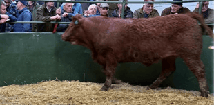 Hallworthy Livestock Market Report: Thursday, February 19