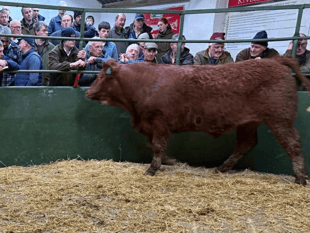 Hallworthy Livestock Market Report: Thursday, February 19