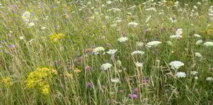 Locals called to help transform Liskeard’s green spaces