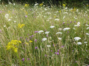 Locals called to help transform Liskeard’s green spaces