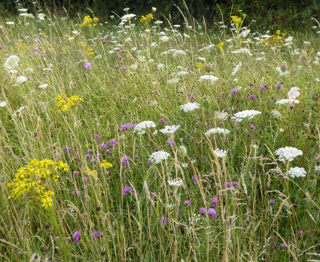 Locals called to help transform Liskeard’s green spaces