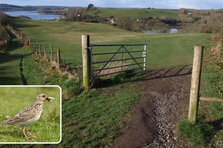 A warning has been issued to dog walkers using Churchtown Farm in Saltash to keep their pets on leads – or risk devastating the reserve’s dwindling skylark population