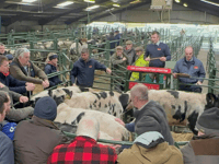 Hallworthy Livestock Market Report: Thursday, February 26