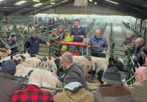Hallworthy Livestock Market Report: Thursday, February 26