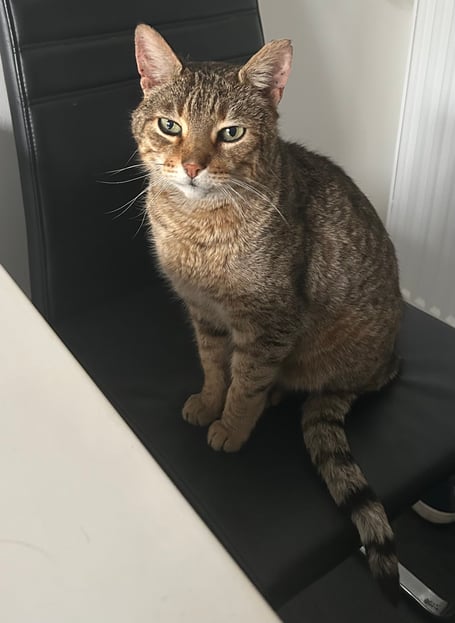 Gutzey, a 14-year-old tabby, vanished from his Camelford home in June 2024, but was found 19 months later through his microchip