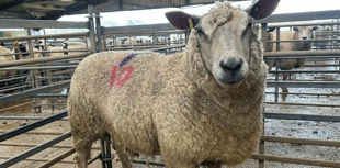 Hallworthy Livestock Market Report: Thursday, March 5