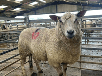 Hallworthy Livestock Market Report: Thursday, March 5