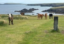 Lawyer issues warning after cattle trampled dog walker