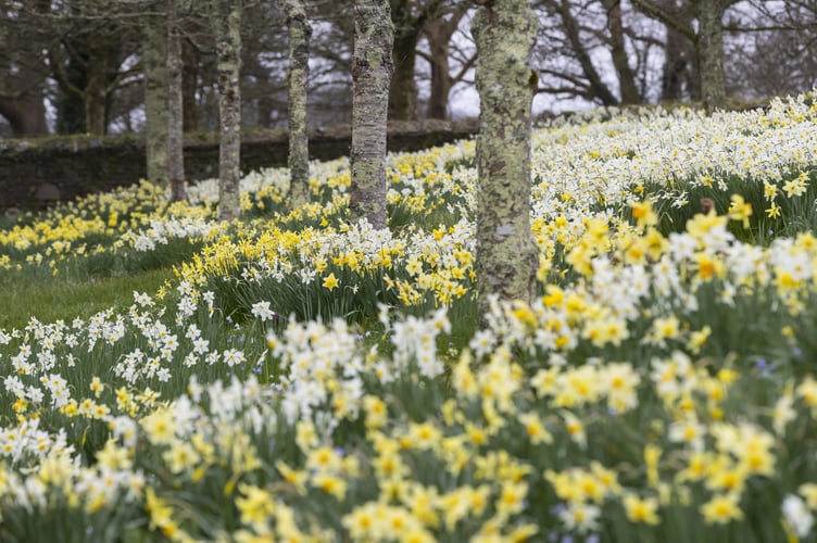 A bank of daffodils at Cotehele, Cornwall