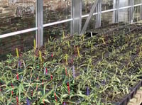 Gardening with Martin Pallett: Seed sowing can be so rewarding