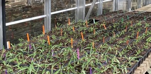 Gardening with Martin Pallett: Seed sowing can be so rewarding