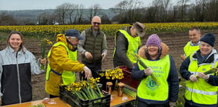 Lions boost funds with annual daffodil sale