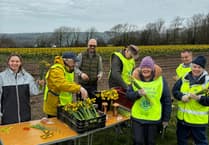 Torpoint and Rame Lions boost funds with annual daffodil sale