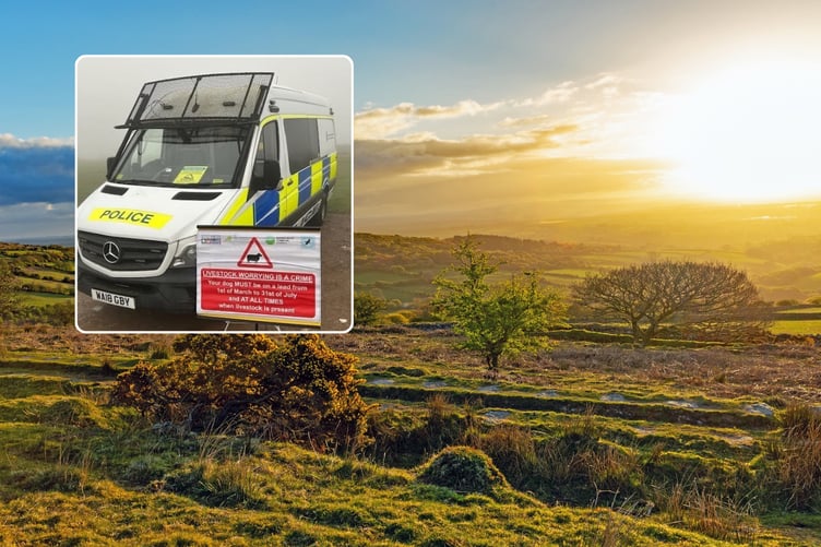 Bodmin Moor Dog Walking