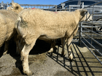 Hallworthy Livestock Market Report: Thursday, March 19