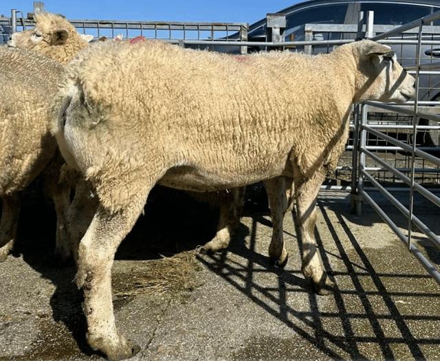Hallworthy Livestock Market Report: Thursday, March 19